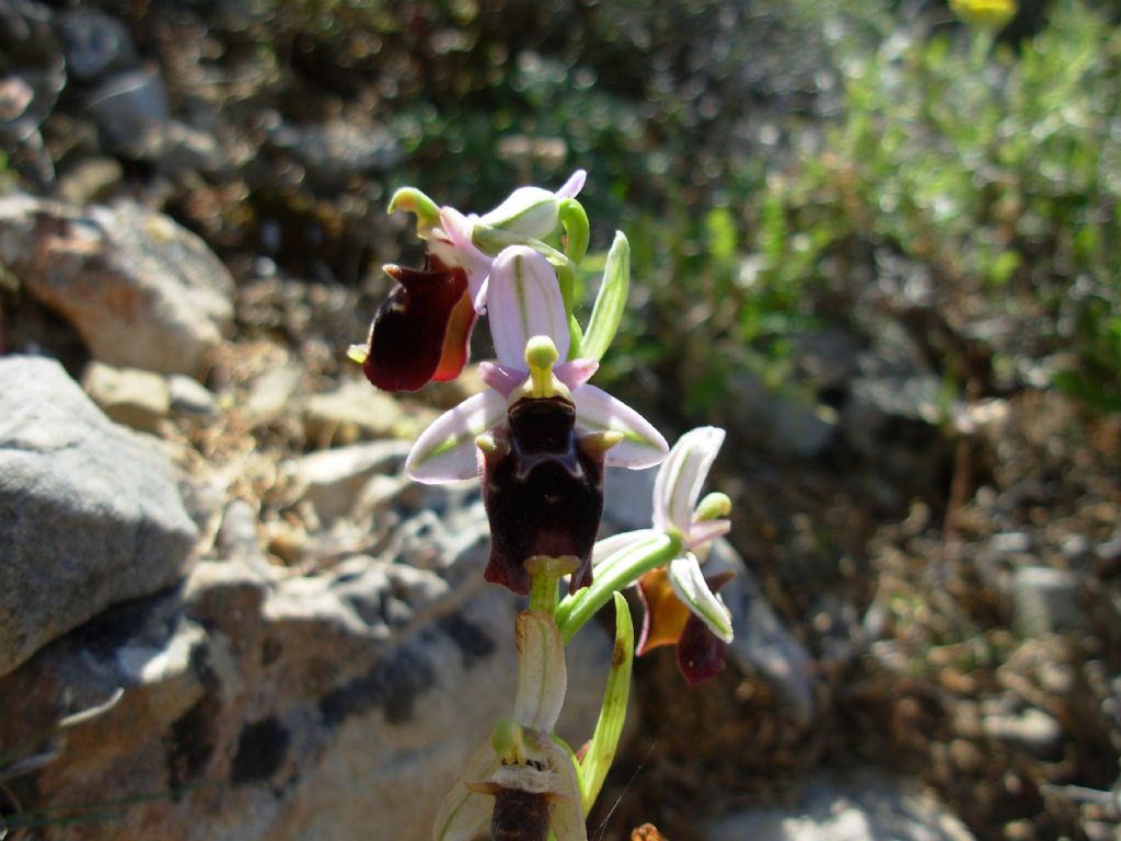 Orchidea egea 1